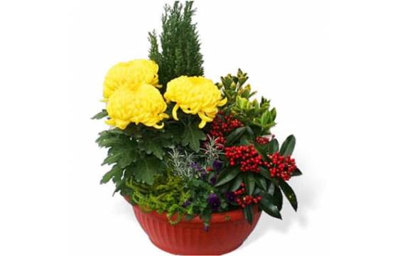 L'Agitateur Floral | image de la Coupe de plantes Jaune et Rouge pour cimetière