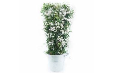 L'Agitateur Floral | Image du jasmin en fleurs photo principale