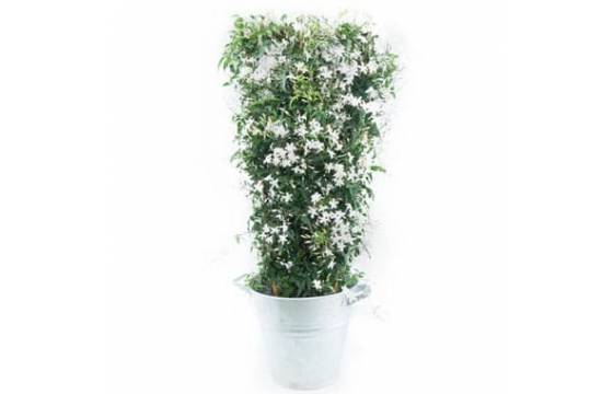 L'Agitateur Floral | Image du jasmin en fleurs photo principale