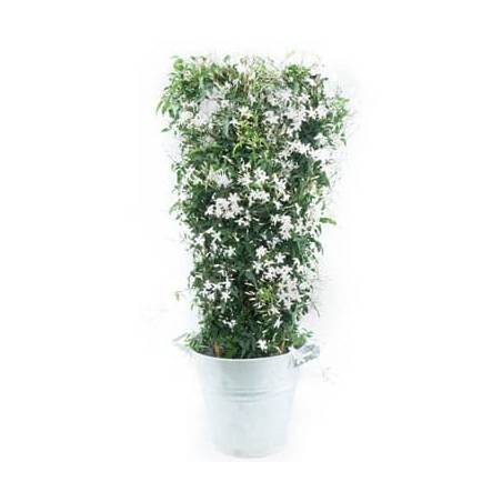 L'Agitateur Floral | Image du jasmin en fleurs photo principale