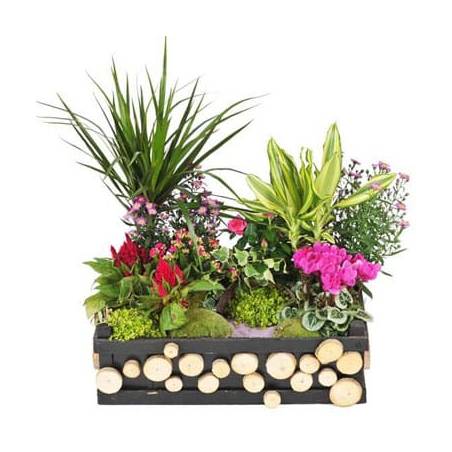 L'Agitateur Floral | image de la Composition de plantes de deuil Le Jardin d'Olympe