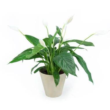 L'Agitateur Floral | Image principale Spathiphyllum "Fleur de Lune"