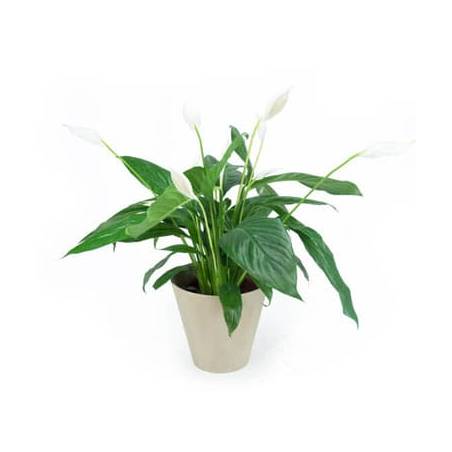 L'Agitateur Floral | Image principale Spathiphyllum "Fleur de Lune"