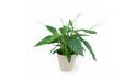 L'Agitateur Floral | Image principale Spathiphyllum "Fleur de Lune"