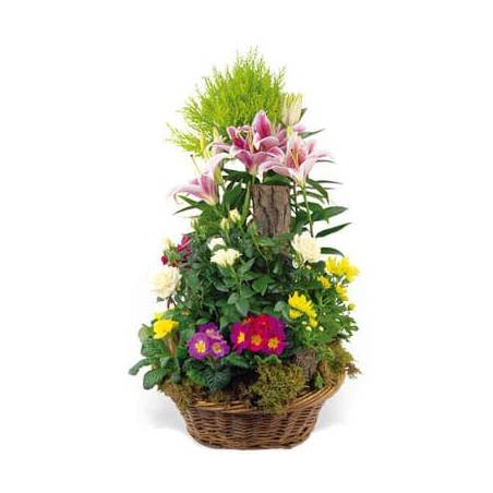 L'Agitateur Floral | image de la coupe de plantes symphonie