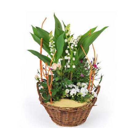 L'Agitateur Floral | image de la Assemblage de Plantes Aubaine