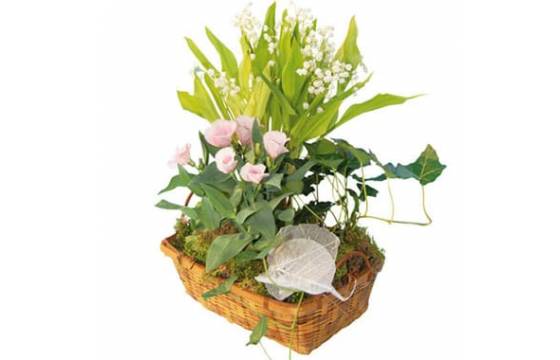 L'Agitateur Floral | image de la Composition de plantes racines Chanceux