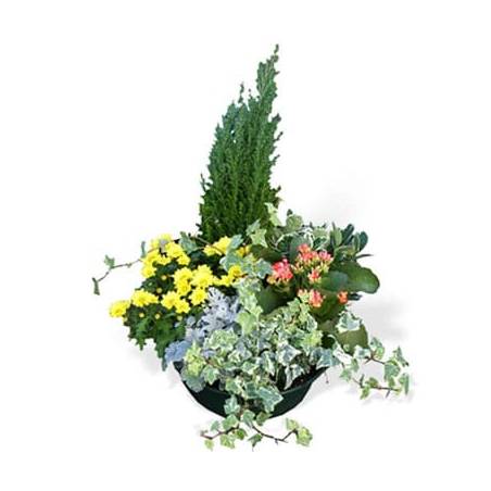 L'Agitateur Floral | image de l'assemblage de plantes le jardin du temps