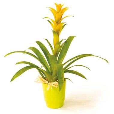 L'Agitateur Floral | image de la plante verte et fleurie Nana le guzmania