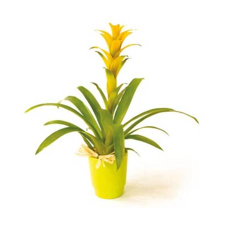 L'Agitateur Floral | image de la plante verte et fleurie Nana le guzmania