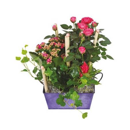 L'Agitateur Floral | image de la coupe de plante le jardin d'italie