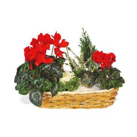 L'Agitateur Floral | image de la composition de plantes vertes & fleurie Etincelle