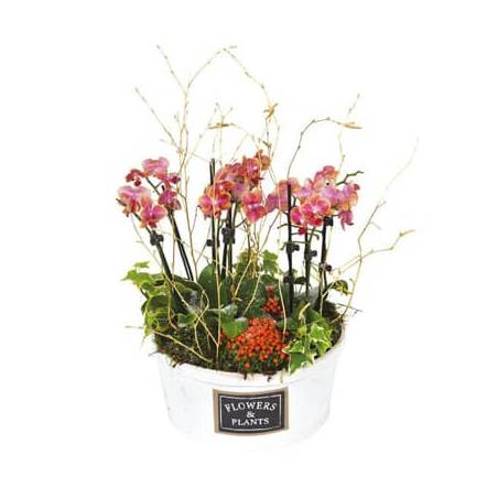 L'Agitateur Floral | image de la coupe de plantes lierres et orchidées Miss Eglandine