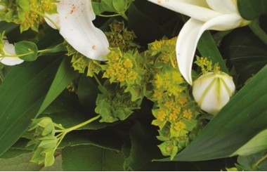 L'Agitateur Floral | zoom sur les buplurum du bouquet de fleurs