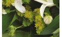 L'Agitateur Floral | zoom sur les buplurum du bouquet de fleurs