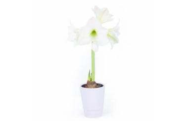 Agitateur Floral | Amaryllis en pot "Belle de Noël" image principale