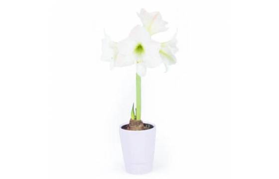 Agitateur Floral | Amaryllis en pot "Belle de Noël" image principale