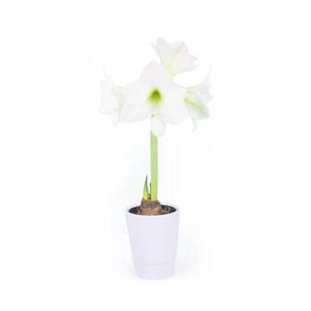 Agitateur Floral | Amaryllis en pot "Belle de Noël" image principale