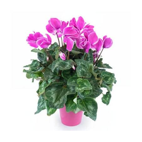Agitateur Floral | Plante d'extérieur cyclamen rose
