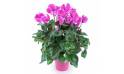 Agitateur Floral | Plante d'extérieur cyclamen rose