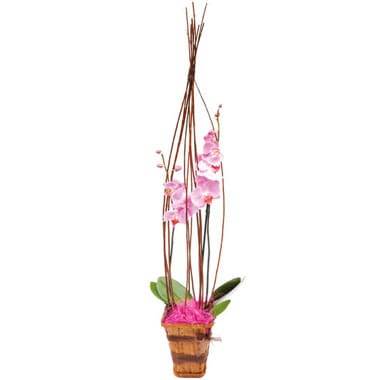 L'Agitateur Floral | image de l'orchidée rose Cage d'amour