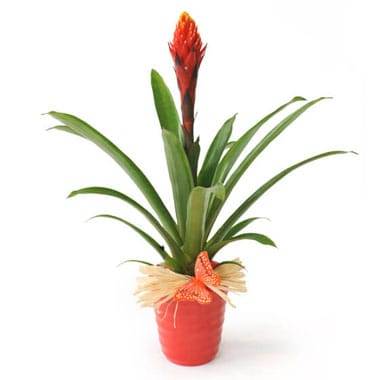 L'Agitateur Floral | image de la plante verte & fleurie Akira le Billbergia