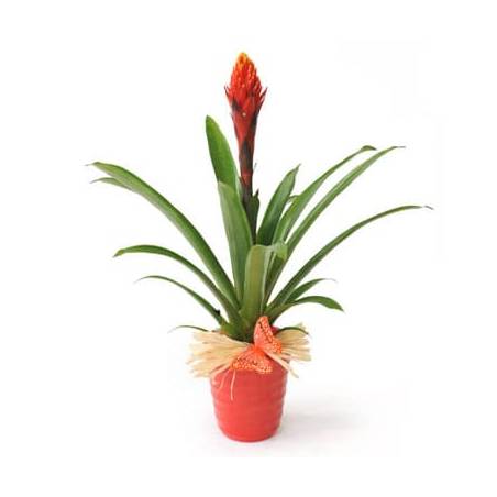 L'Agitateur Floral | image de la plante verte & fleurie Akira le Billbergia