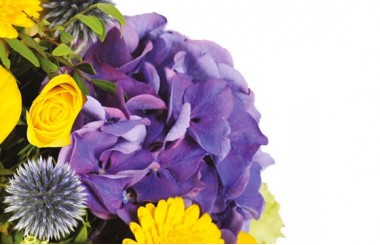 zoom sur un hortensia de couleur mauve