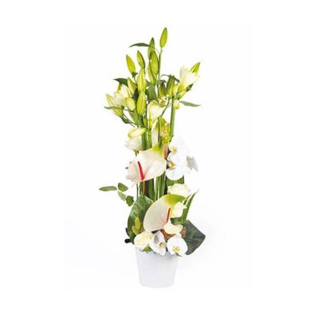 L'Agitateur Floral | Image de couverture composition florale blanche Meringue