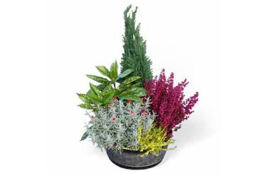 L'Agitateur Floral | image de la coupe de plantes vertes d'extérieur