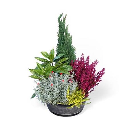 L'Agitateur Floral | image de la coupe de plantes vertes d'extérieur