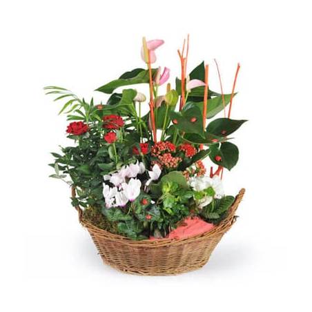 L'Agitateur Floral | image de la coupe de plantes vertes et fleuries la corbeille fleurie