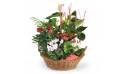 L'Agitateur Floral | image de la coupe de plantes vertes et fleuries la corbeille fleurie