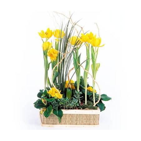 L'Agitateur Floral | image de la Composition de plantes Narcisses au Vent