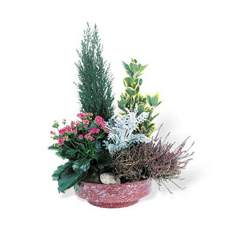 L'Agitateur Floral | Coupe de plantes vertes & fleuries Adieu Eternel