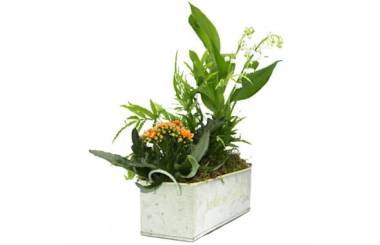 L'Agitateur Floral | image de la Composition 1er Mai Ronde de Muguet