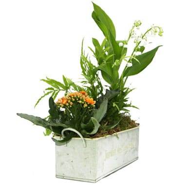 L'Agitateur Floral | image de la Composition 1er Mai Ronde de Muguet