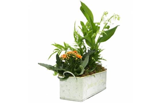 L'Agitateur Floral | image de la Composition 1er Mai Ronde de Muguet