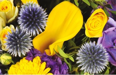 zoom sur un magnifique calla de couleur jaune