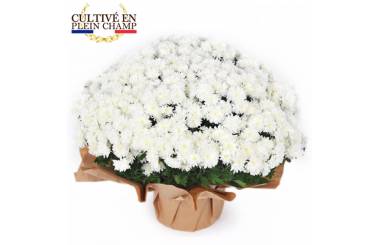 L'Agitateur Floral | image de la plante blanche pour la toussaint - Chrysanthème Multifleurs Blanc