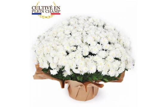 L'Agitateur Floral | image de la plante blanche pour la toussaint - Chrysanthème Multifleurs Blanc