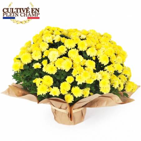 L'Agitateur Floral | Image principale Chrysanthème multifleurs jaune