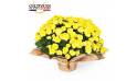 L'Agitateur Floral | Image principale Chrysanthème multifleurs jaune