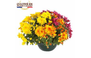L'Agitateur Floral | Coupe de chrysanthème aux fleurs jaune orange et rose