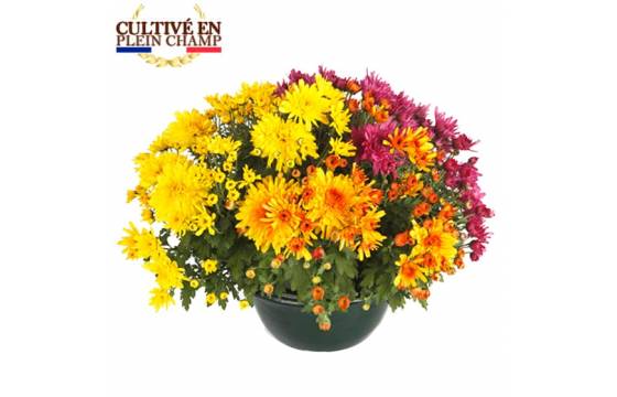 L'Agitateur Floral | Coupe de chrysanthème aux fleurs jaune orange et rose
