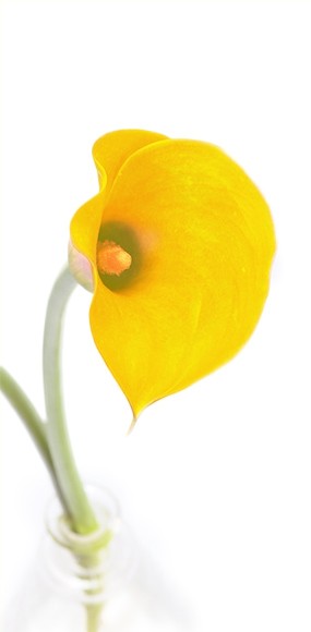 mozaique : un calla jaune