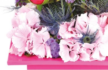 zoom sur les tête d’hortensia rose