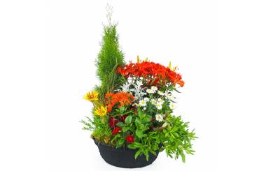 Image de la Grande coupe de plantes vertes & fleuries "Solis" | L'Agitateur Floral