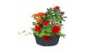 Image de la Coupe de plantes rouges, orange "Calidi" | L'Agitateur Floral