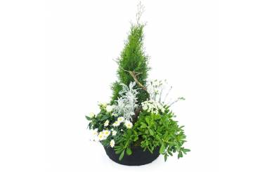 Image Grand assemblage de plantes "Caelum" | L'Agitateur Floral